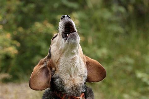 why do dogs howl to music? the mystery of canine auditory perception